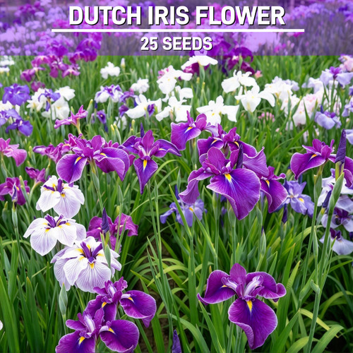 Dutch iris seeds garden - 25,