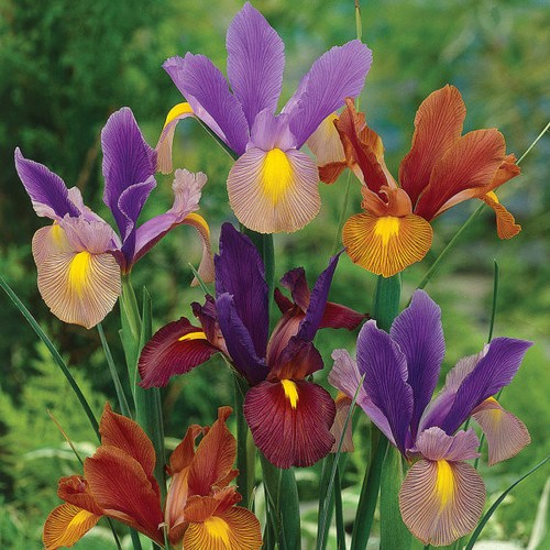 Dutch iris bulbs bi color - bulbs:, bi-color