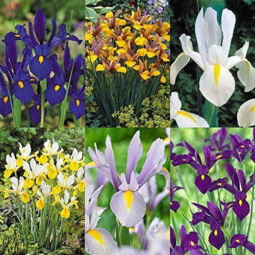 Set dutch iris 3 - dutch,